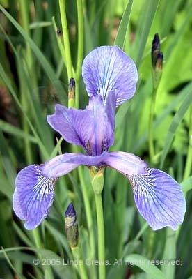 Blue Flag Iris 3 - Iris versicolor